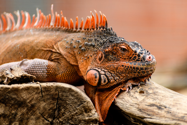 Echsen (Lacertilia), Grüner Leguan (Iguana iguana), Iguana, Leguanartige (Iguania), Leguane (Iguanidae), Reptilien (Reptilia), Schuppenkriechtiere (Squamata)