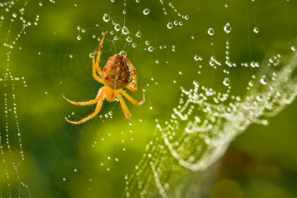 Echte Radnetzspinnen (Araneidae), Echte Webspinnen (Araneomorphae), Gartenkreuzspinne (Araneus diadematus), Kreuzspinnen (Araneus), Spinnentiere (Arachnida), Webspinnen (Araneae)