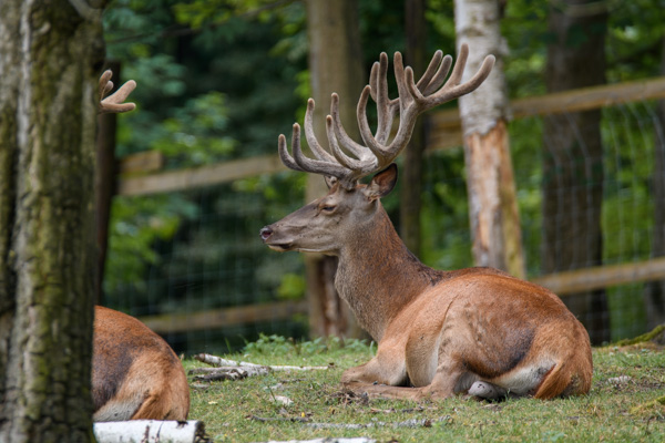 Cervinae, Edelhirsche (Cervus), Hirsche (Cervidae), Höhere Säugetiere (Eutheria), Paarhufer (Artiodactyla), Rothirsch (Cervus elaphus), Säugetiere (Mammalia), Wiederkäuer (Ruminantia)