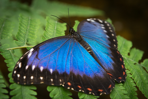 Augenfalter (Satyrinae), Blauer Morphofalter / Himmelsfalter (Morpho peleides), Edelfalter (Nymphalidae), Geflügelte Insekten (Pterygota), Glossata, Insekten (Insecta), Morpho, Schmetterlinge (Lepidoptera)