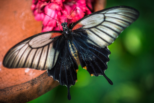 Geflügelte Insekten (Pterygota), Glossata, Große Mormone (Papilio memnon), Insekten (Insecta), Papilio, Ritterfalter (Papilionidae), Schmetterlinge (Lepidoptera), Schwalbenschwänze (Papilioninae)